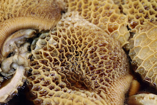 Manfaat dan Kandungan Gizi Dari Babat Sapi