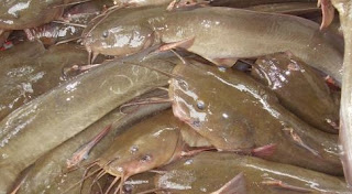Manfaat dan Kandungan Gizi Dari Ikan Sembilang